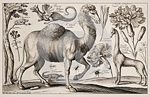 Antique Zoological and botanical Ilustration. Dragon, Chameleon, Giraffe and Camel photo