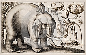 Antique Zoological and botanical Ilustration. Elephant photo