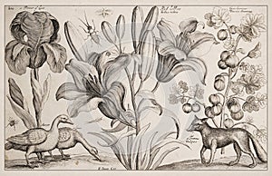 Antique Zoological and botanical Ilustration. Goos and Fox photo
