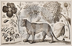 Antique Zoological and botanical Ilustration. Leopard photo