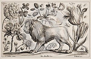 Antique Zoological and botanical Ilustration. A Lion, Flowers and Butterflies photo