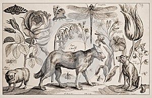 Antique Zoological and botanical Ilustration. Wolf, Dog and Sheep photo