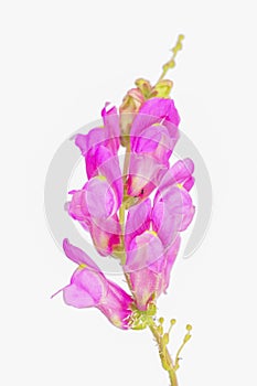 Antirrhinum or Boca de Dragon, a beautiful wild pink flower from southern Spain photo