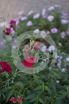 Antirrhinum is a genus of plants commonly known as dragon flowers. Berlin, Germany