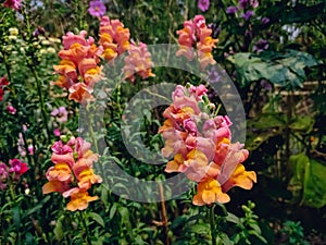 Antirrhinum is a genus of plants commonly known as dragon flowers because of the flowers` fancied resemblance to the face of a