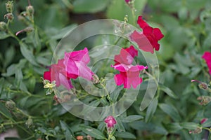 Antirrhinum is a genus of plants commonly known as dragon flowers or snapdragons. Berlin, Germany