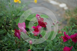 Antirrhinum is a genus of plants commonly known as dragon flowers or snapdragons. Berlin, Germany