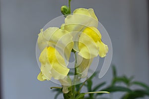 Antirrhinum is a genus of plants commonly known as dragon flowers or snapdragons because of the flowers` fancied resemblance to