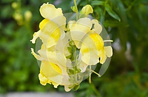 Antirrhinum is a genus of plants commonly known as dragon flowers or snapdragons because of the flowers` fancied resemblance to