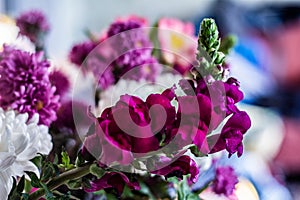 Antirrhinum magus dragon flower in flowers bouquet