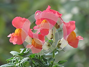 Antirrhinum majus