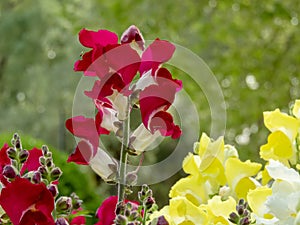 Antirrhinum majus or common snapdragon bright red spike inflorescence