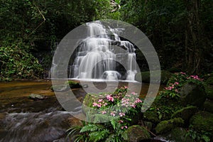 Antirrhinum majus L. Snapdragon and Mhan daeng waterfall, Phu Hin Rong Kla National park, Thailand