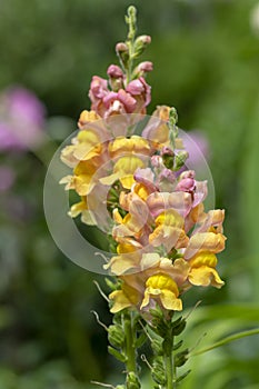 Antirrhinum majus ornamental flowerin plat, common snapdragon in bloom with buds, yellow orange and pink colors, green leaves