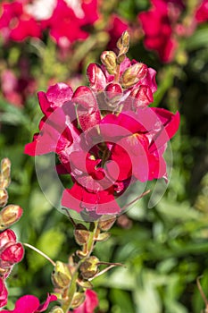 Antirrhinum majus `Ruby`