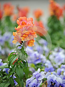 Antirrhinum majus (snapdragon) flower