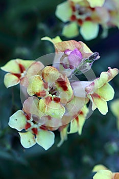 Antirrhinum majus- the snapdragon is a herbaceous plant