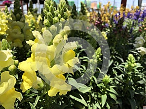 Antirrhinum Majus Sonnet Yellow 5190