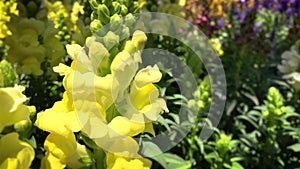 Antirrhinum Majus Sonnet Yellow 5191