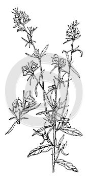 Antirrhinum Orontium vintage illustration