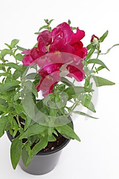 Antirrhinum. Snapdragon Antirrhinum majus flower in pot isolated on white background for sale, decorations or gift. Antirrhinum