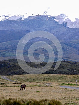 Antisana Ecological Reserve, Ecuador,