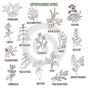 Antispasmodic herbs. Hand drawn set of medicinal plants