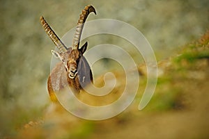Antler Alpine Ibex, Capra ibex, Hidden portrait of wild animal with coloured rocks in background, animal in the nature habitat, I