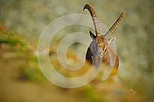 Antler Alpine Ibex, Capra ibex, Hidden portrait of wild animal with coloured rocks in background, animal in the nature habitat, I