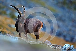 Antler Alpine Ibex, Capra ibex ibex, with grey rocks in background, National Park Gran Paradiso, Italy