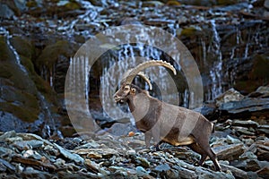 Antler Alpine Ibex, Capra ibex ibex, with mountain waterfall and rocks and water in background, National Park Gran Paradiso, Italy