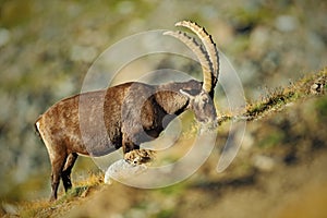 Antler Alpine Ibex, Capra ibex ibex, with rocks in background, National Park Gran Paradiso, Italy