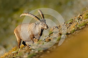 Antler Alpine Ibex, Capra ibex, scratching animal with coloured rocks in background, animal in the nature habitat, France.