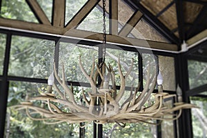 Antler chandelier decorated in glass room