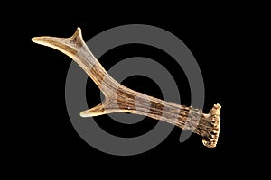 Antler of a European Roe Deer isolated on a black background