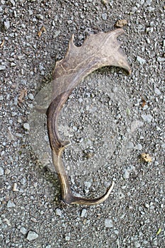 Antler of fallow deer in Male Karpaty mountains