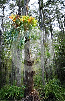 Antler fern in cypress photo