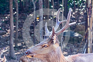 Antler of mule deer buck Odocoileus hemionus