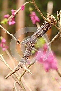 Antler from roe deer on daphne mezereum in blossom