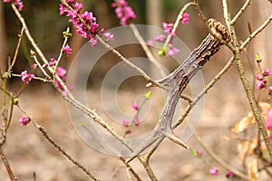 Antler from roe deer on daphne mezereum in blossom