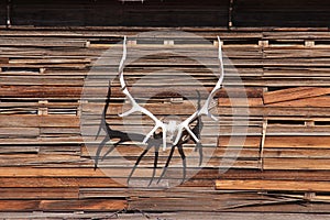 Antler on a wall