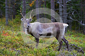 An antlered reindeer in pine forest photo