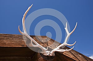 Antlers