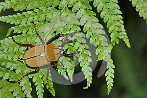 Antlers beetles,Scarabaeidae.