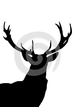 The antlers from the deer