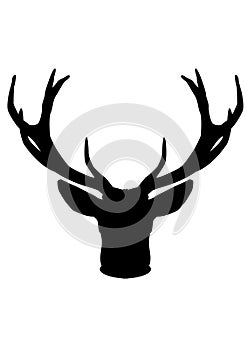 The antlers from the deer