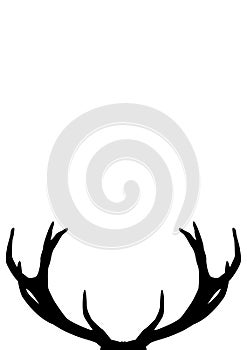 The antlers from the deer