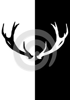 The antlers from the deer