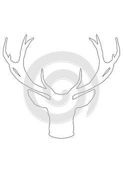 The antlers from the deer