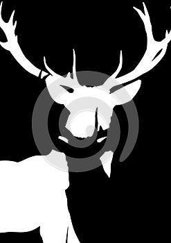 The antlers from the deer